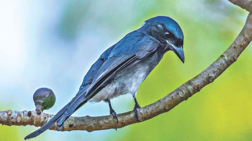 white-bellied drongo.jpg