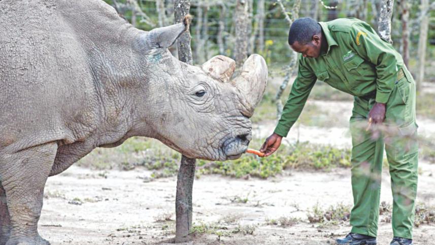 white rhino.jpg