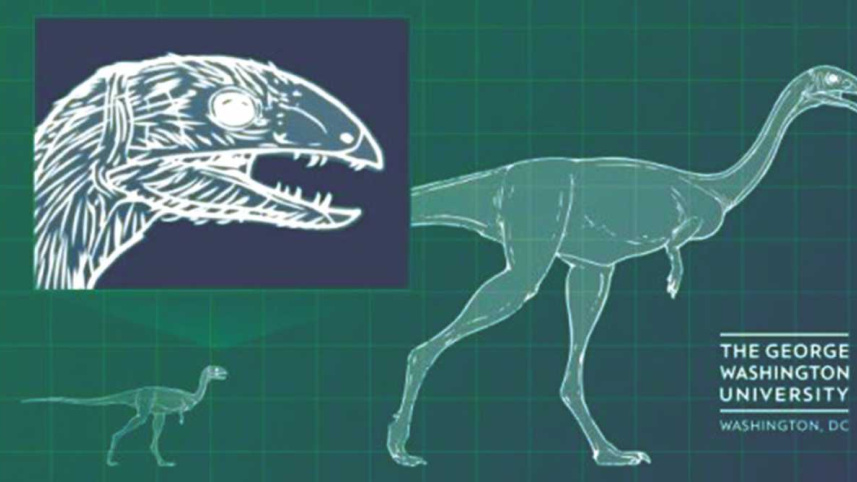 Why Birds Are Toothless