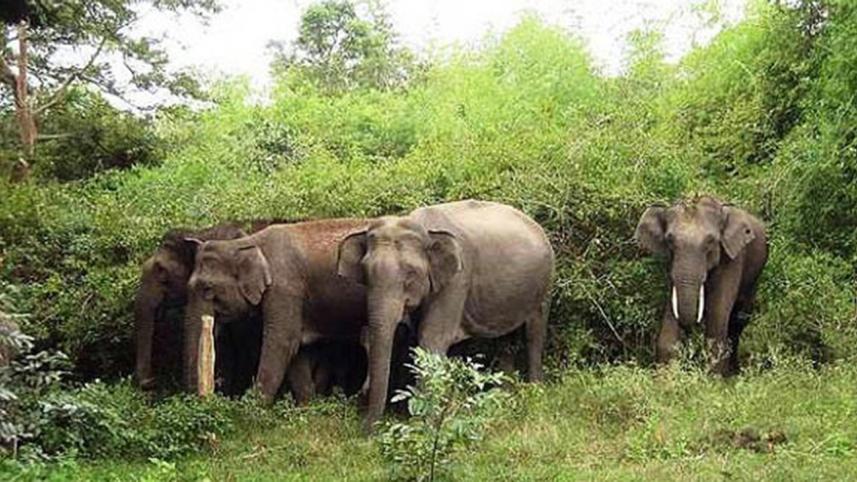 wild-elephants