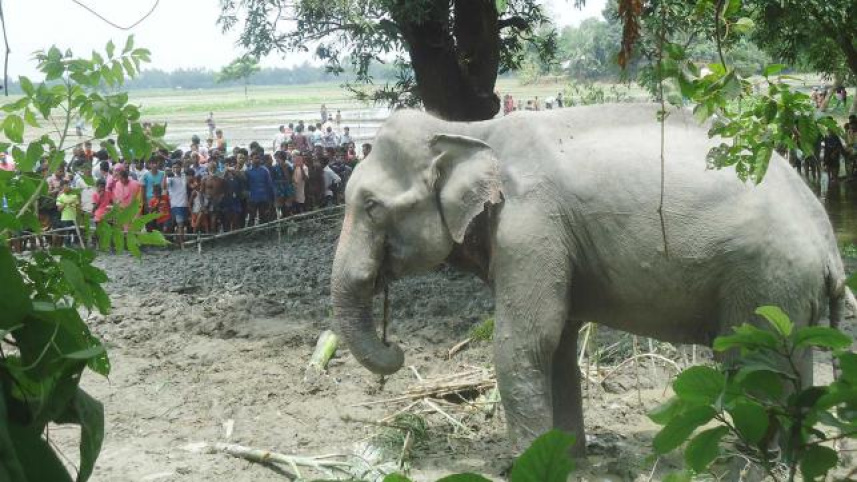 Wild elephant, the Indian elephant, tranquilised,Bangladesh,coservation,nature,media focus,buzz