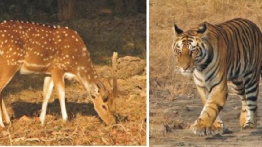 Wildlife conservation.jpg