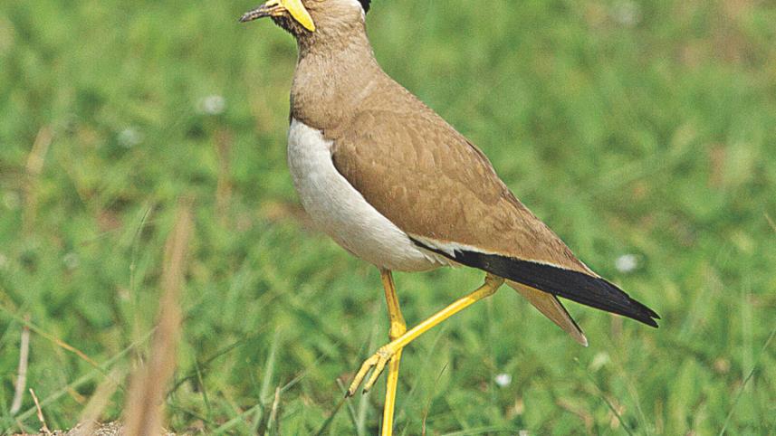 Yellow-wattled lapwing.jpg