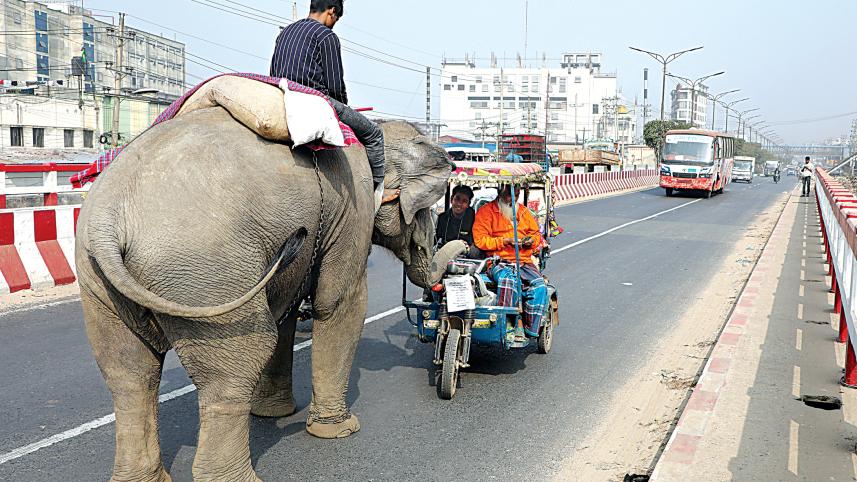 elephant-mahout-torture-animal-cruelty