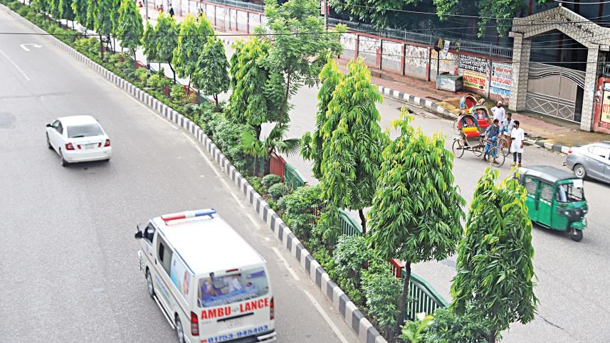 road-dividers-tree-dhaka.jpg