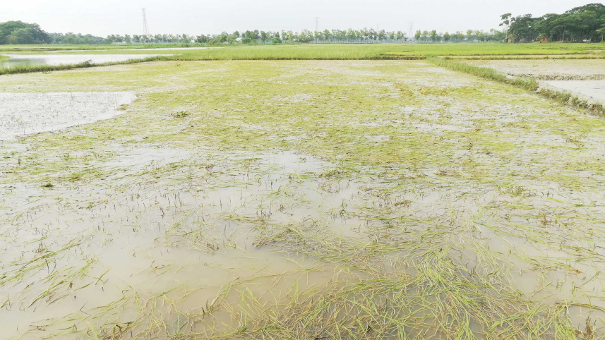 damaged-aman-seedbed-patuakhali.jpg