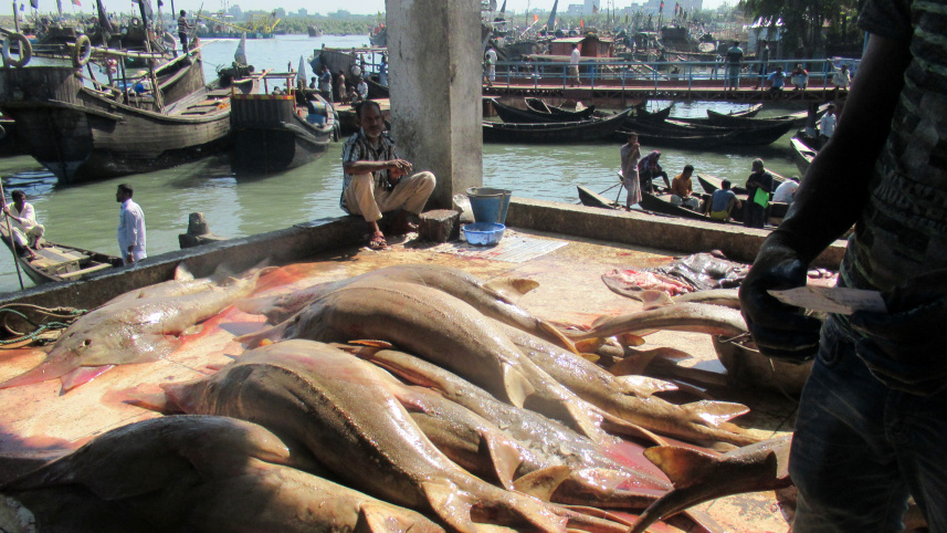 overfishing_is_the_biggest_threat_to_sharks_and_rays_who_are_important_for_healthy_marine_ecosystems_wcs_bangladesh.jpg