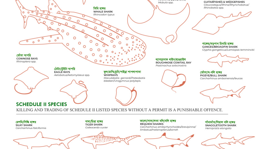 poster_depicting_the_protected_shark_and_ray_species_and_genera_of_bangladesh_according_to_the_amended_wildlife_act_and_highlighting_their_characteristic_features_for_easy_identification_-_wcs_bangladesh.jpg
