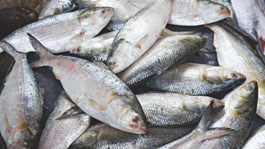 hilsa_9.jpg