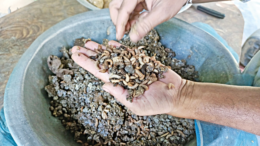 fish-feed-2.jpg