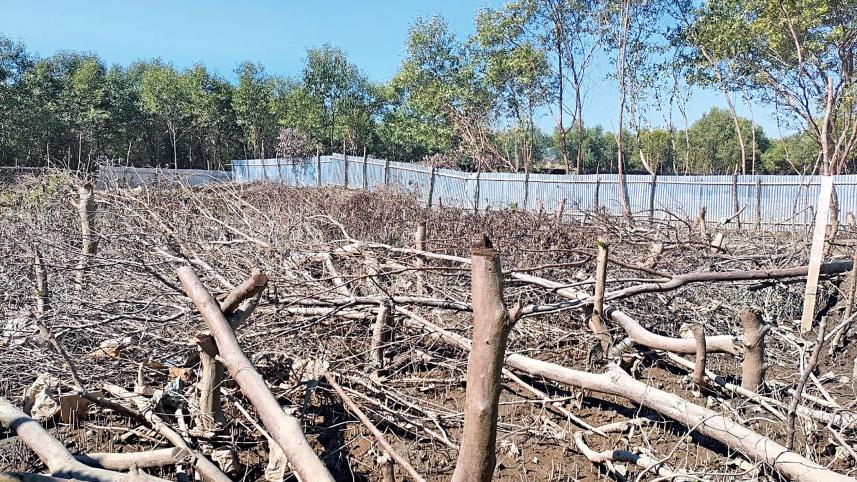 Cox's-bazar-mangrove-forest