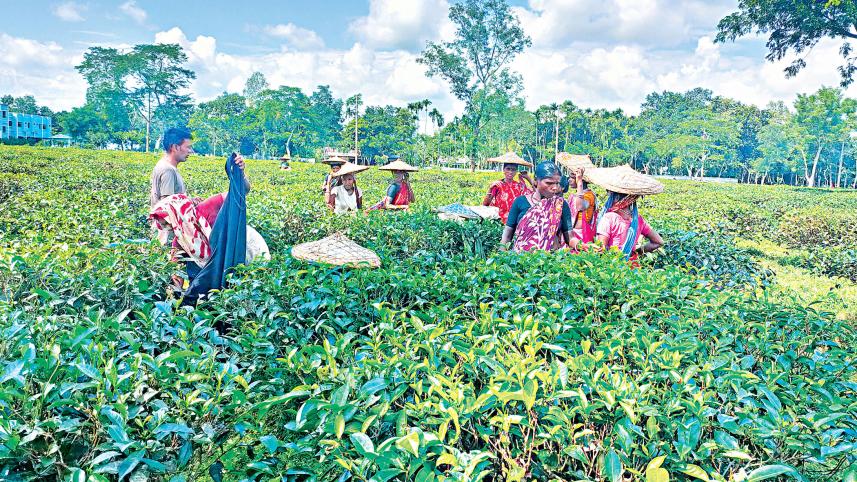 tea-garden.jpg