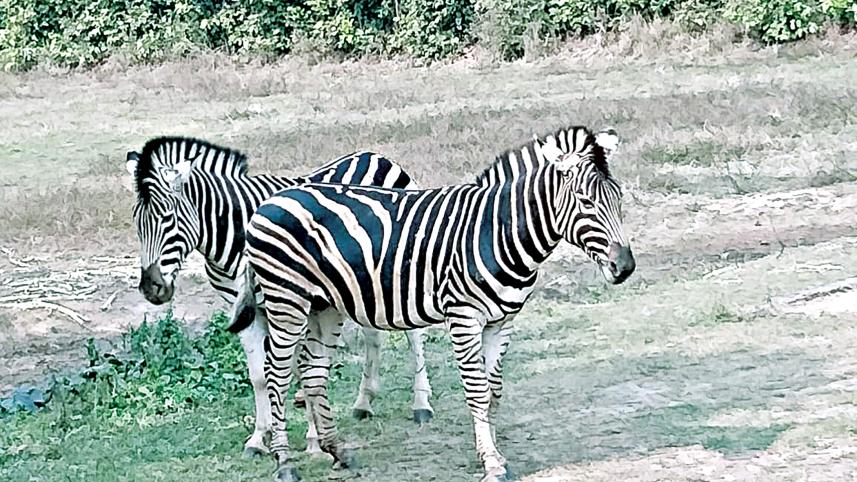 zebra.jpg