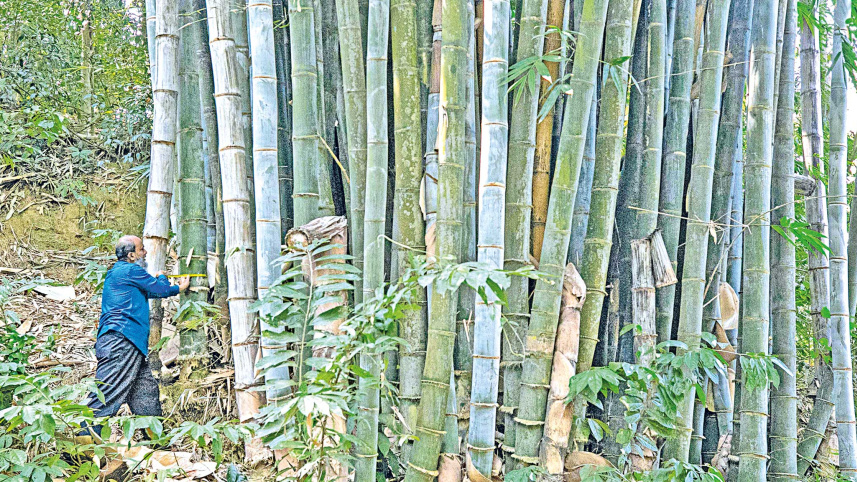 bamboo-garden-2.jpg