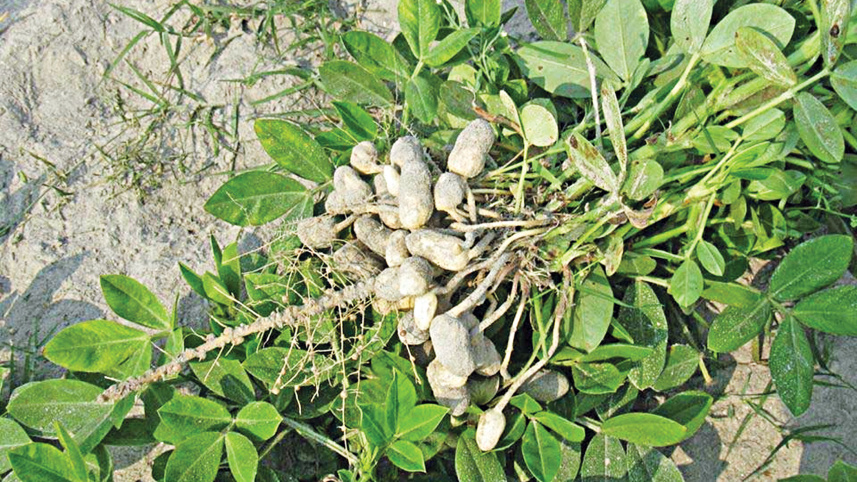 Peanut Emerging as a Major Cash Crop