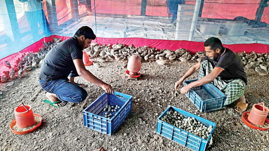 Quail farming catching on in Bagerhat