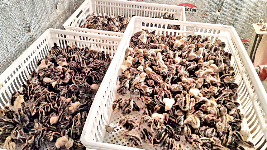 Quail farming catching on in Bagerhat