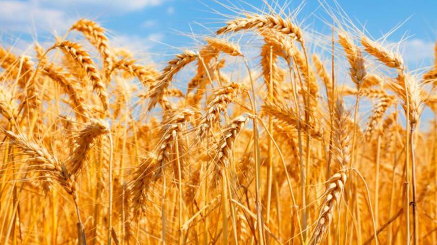 wheat-prices-hit-record.jpg