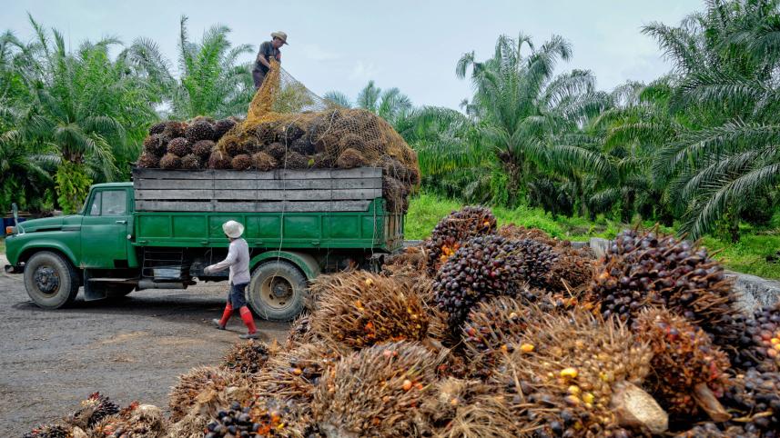 palm-oil-prices.jpg