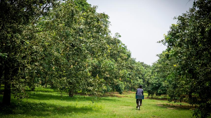 The mango garden in Chapai Nawabganj