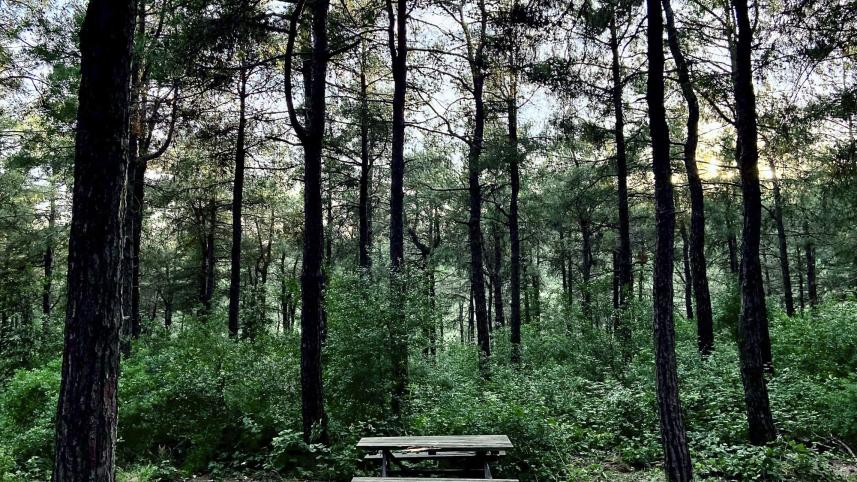 15 years of iPhone: Evolution in photography