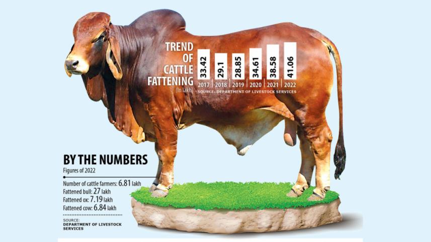 Cattle business Bangladesh