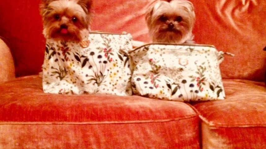 amber_heards_dogs_pistol_and_boo_0.jpg