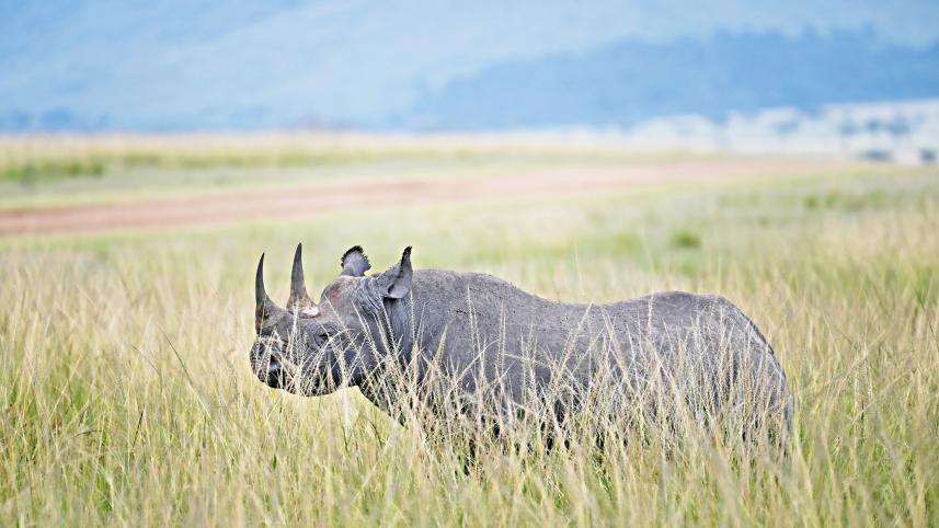 Maasai Mara-Serengeti