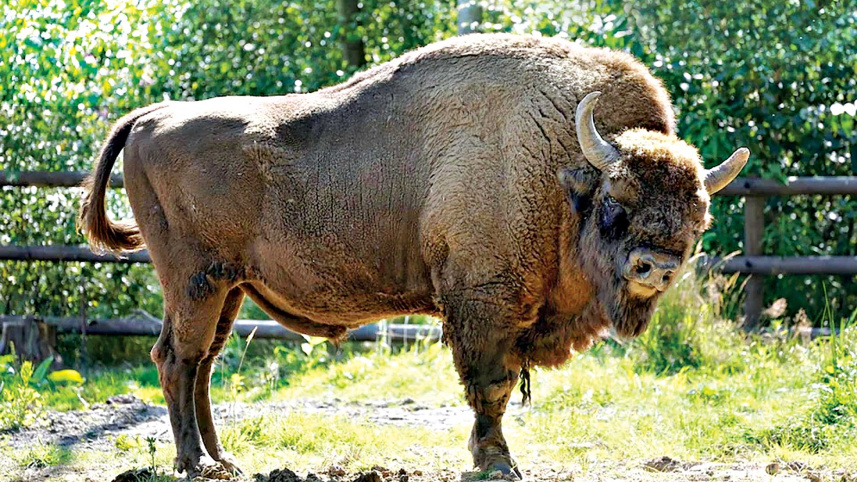 bison.jpg