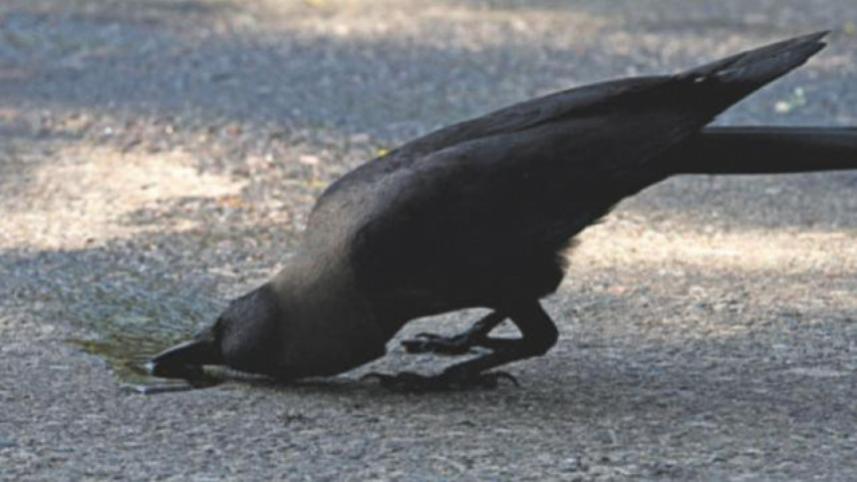 crow-heat-wave_0.jpg