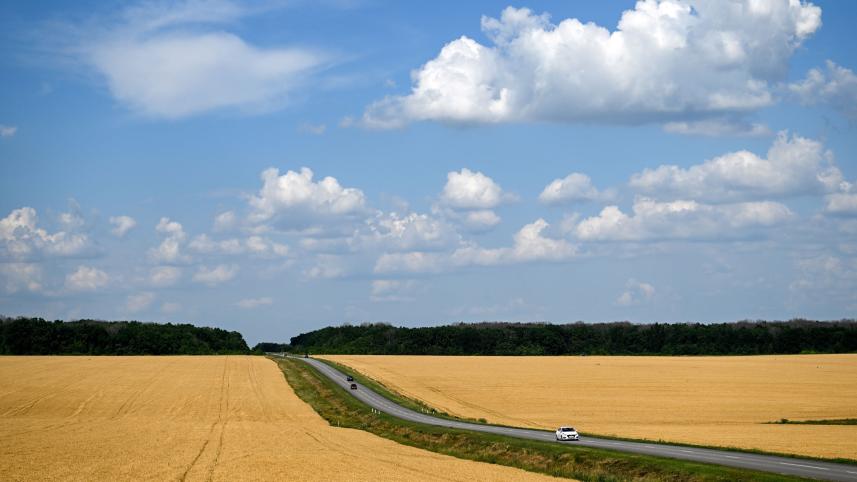 Wheat prices rise in global market