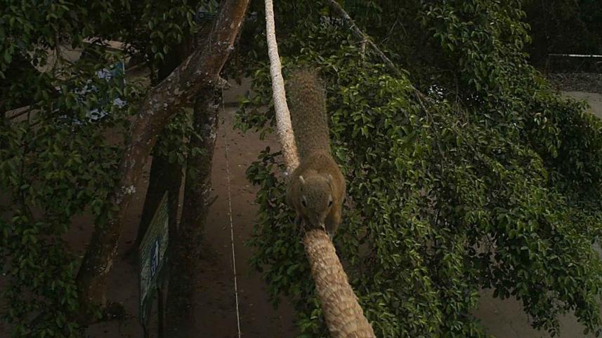 squirrel-satchhari-forest.jpg