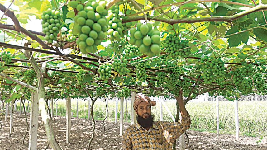 Jhenaidah grape farming