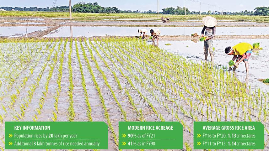 rice production Bangladesh
