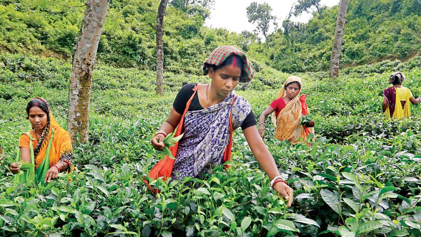 Malnichhara Tea Estate 5