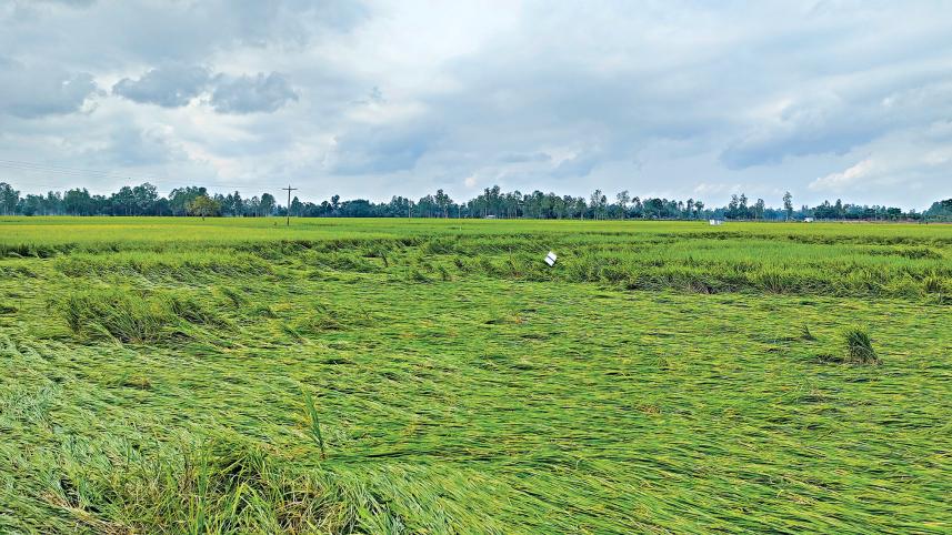 bangladesh crops