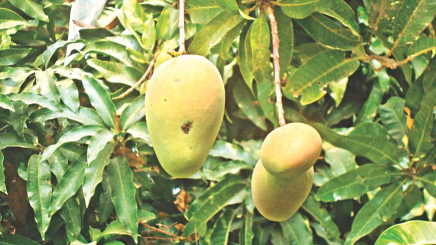 mangoes.jpg