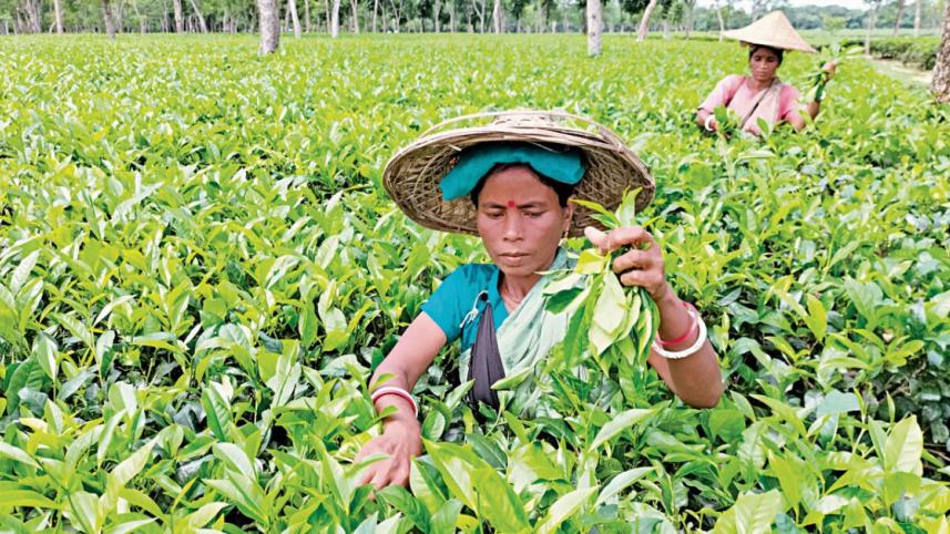 tea_garden_workers_mintu_deshwara_30112022_6860_afi.jpg