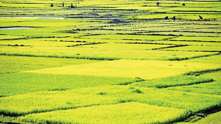  hybrid rice cultivation