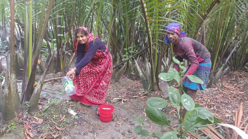 Nipa palm molasses, a little-known sweet with immense potential 