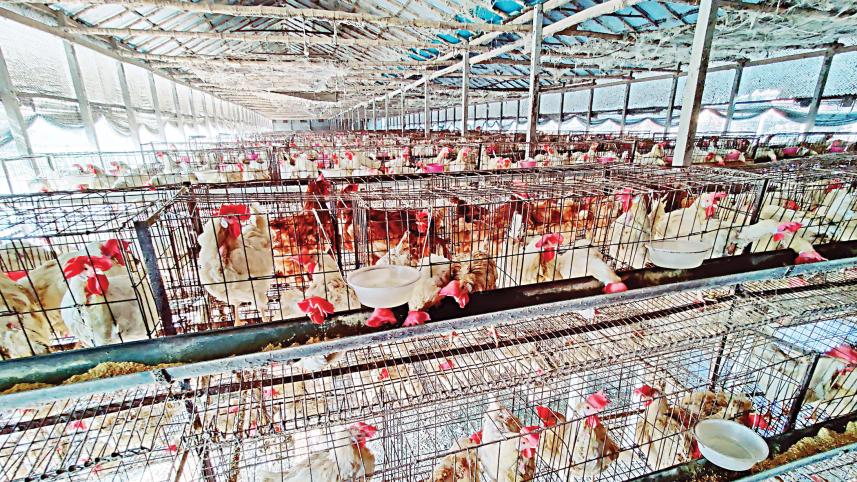 poultry.jpg