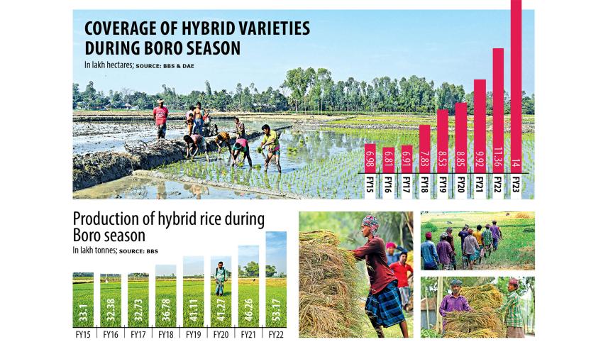 Hybrid rice 