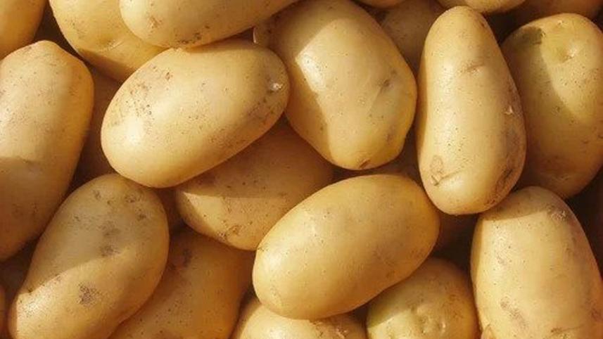potato-export-to-russia.jpg