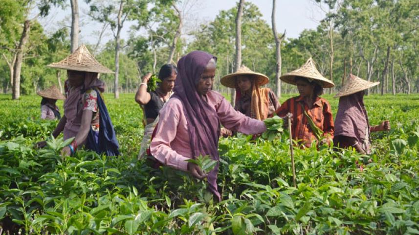 Govt to recognise tea industry entities, individuals