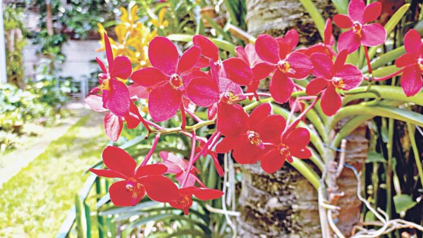 Fascinating orchids