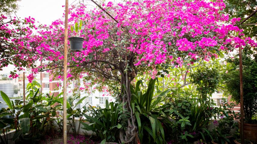 How to start a rooftop flower garden during monsoon 