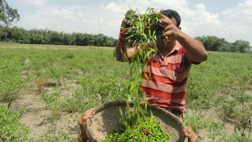 The 'hot' story behind the high chilli prices