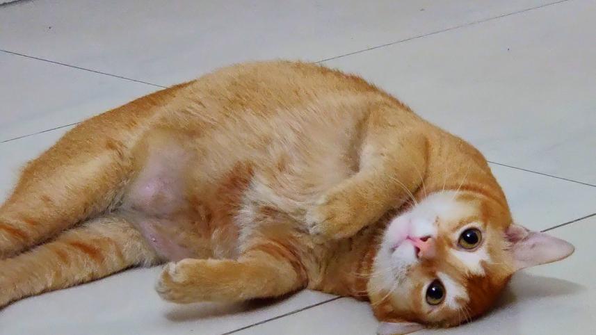 7 facts to consider before adopting a pet