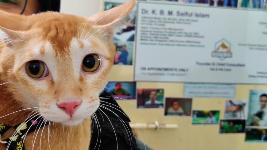 7 facts to consider before adopting a pet