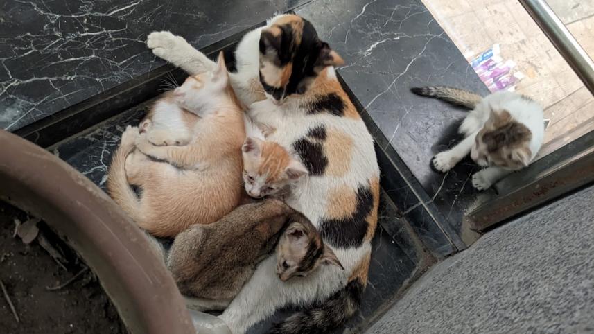 7 facts to consider before adopting a pet